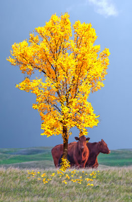  Fall Cows