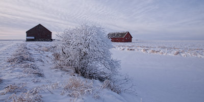 evening frost