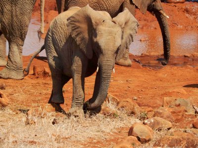 Young Elephant at Watering Hole