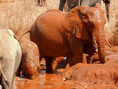 Young Elephants at Watering Hole