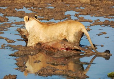 Mother Lion Feeding the Pride Breakfast