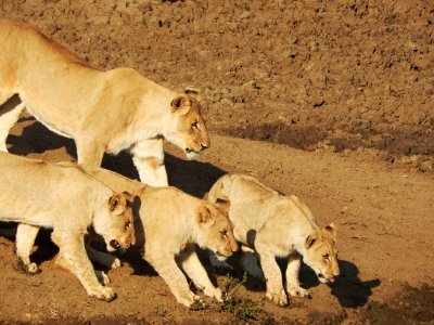 The Hungry Pride