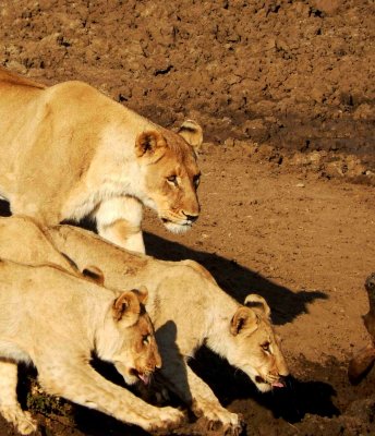 The Hungry Pride