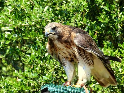 Hawk