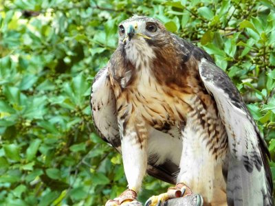 Hawk