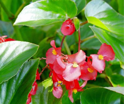 Flowers in the Garden
