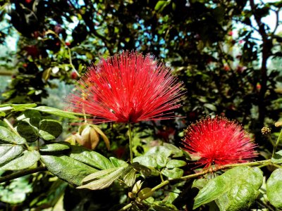 Flowers in the Garden