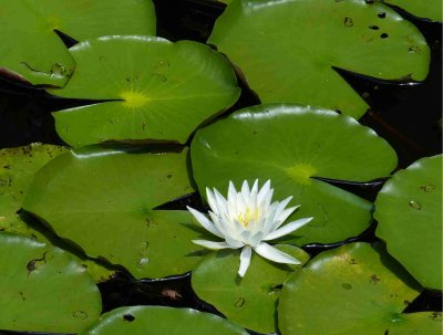 Water Lily