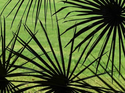 Fronds
