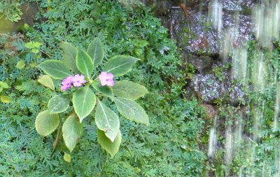 Flower by the Water Fall