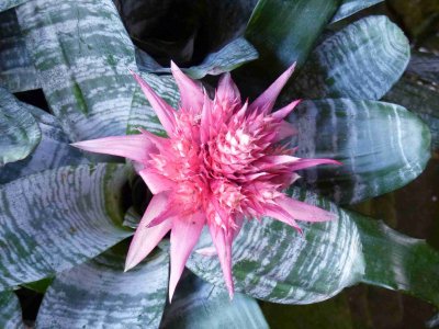 Bromeliad