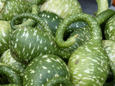 Fall Squash
