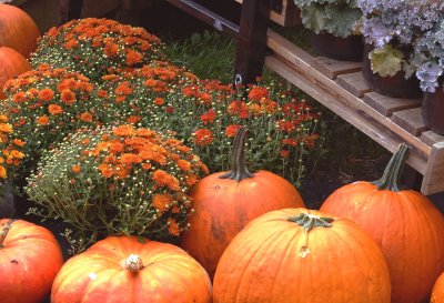 Fall Pumpkins