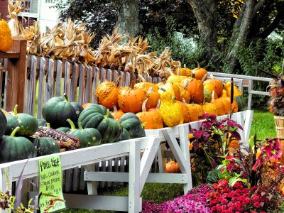 Fall Pumpkins