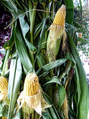 Corn Street Decoration