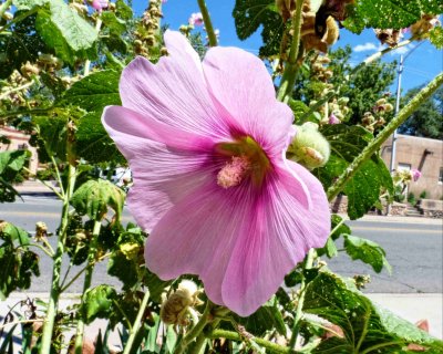 Flora
