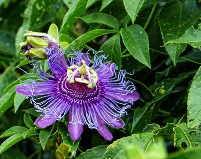 Passion Fruit Blossom
