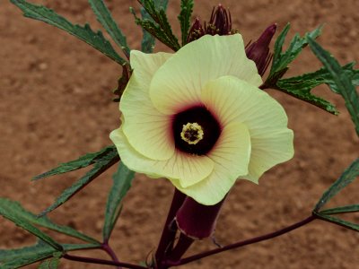 Okra Blossom
