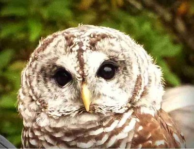 Barred Owl