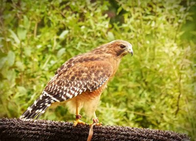 Hawk