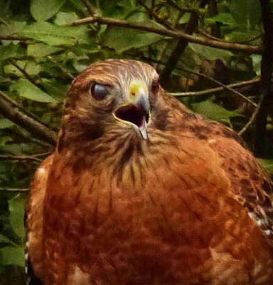 Hawk