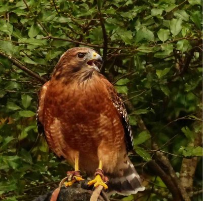 hawk