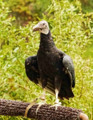 Vulture