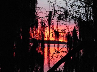Circle B Bar Reserve, Lakeland, Florida March 2016