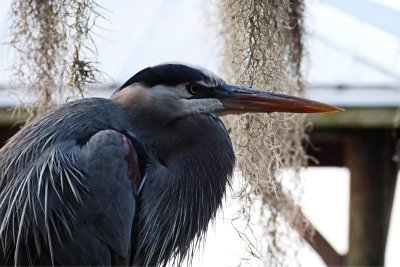 Great Blue Heron