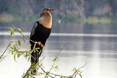 Anhinga