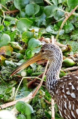 Limpkin