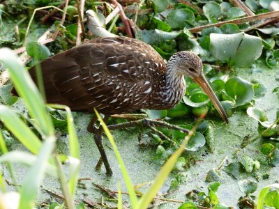Limpkin