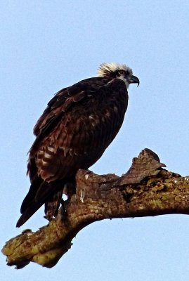 Ospry