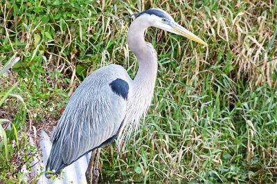 Great Blue Heron