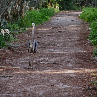 Out for a Morning Stroll