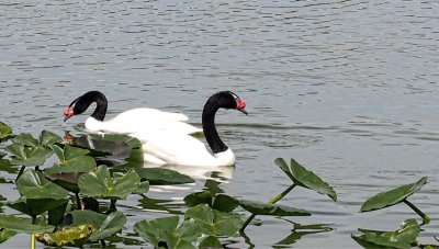 Lake Morton,  Lakeland, Florida     March 2016