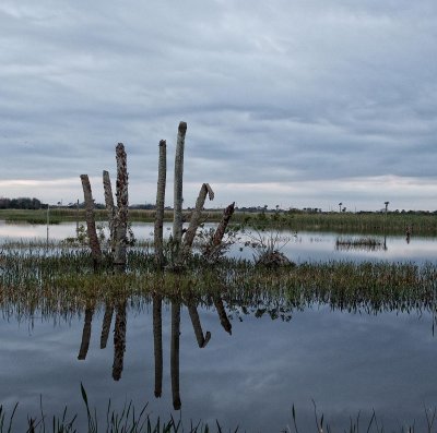 Viera Wetlands, Brevard County, Florida March 2016