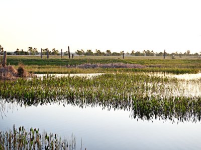 Viera Wetlands, Brevard County, Florida     March 2016