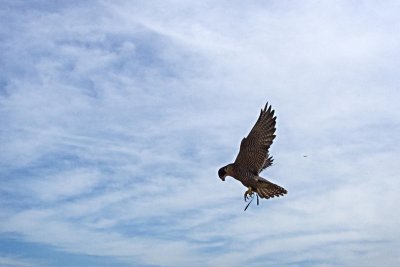 g9/24/1183324/3/162854411.vesmpc61.jpg