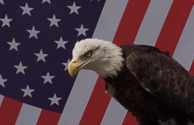 Avian Reconditioning Center, Apopka, Florida March 2016