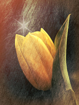 Flora