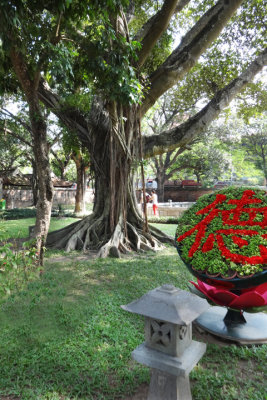 Banyon tree in the garden of the Temple of Lecture - Hanoi, Vietnam