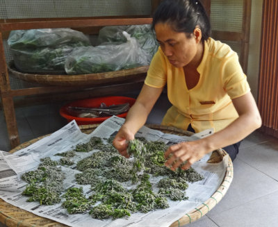 Sorting silkworms in preparation for obtaining silk for finished products - Thang Loi Company, Hoi An, Vietnam