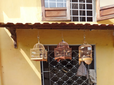  Pet canaries hanging in cages outside the home  seen in the previous photo - Old Town, Hoi An, Vietnam
