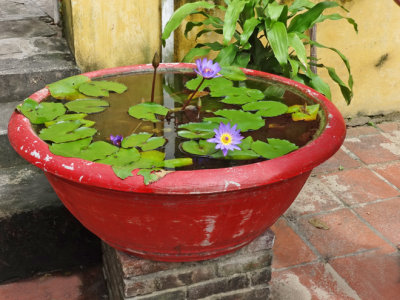 Small water garden outside a home - Old Town, Hoi An, Vietnam