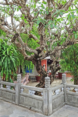 Trees in the courtyard of the Chinese Meeting Hall - Hoi An, Vietnam