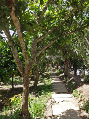 We rode our bikes on this narrow concrete trail - surrounding areas are beautiful - island near My Tho, Vietnam