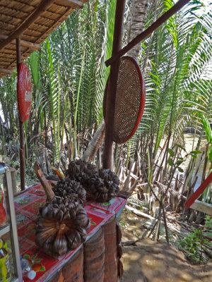An exotic plant used for something?? -  on an island near My Tho in the Mekong Delta, Vietnam