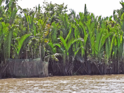 Lush vegetation - seen while we were in a sampan exploring canals  - an island near My Tho, Mekong Delta, Vietnam