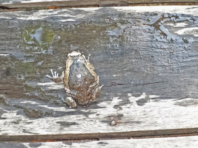 A fist-size frog heading for the the pool at the Sambo Village Hotel, Kompong Thom Province, Cambodia